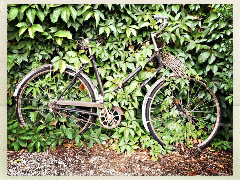 Wheel, Nature, Wood, Bike, Leaf