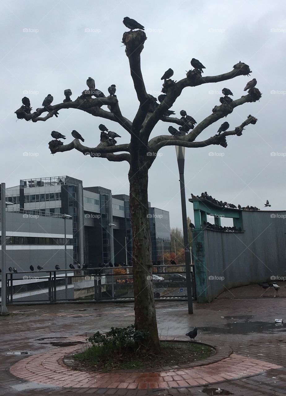 A tree in Cergy france