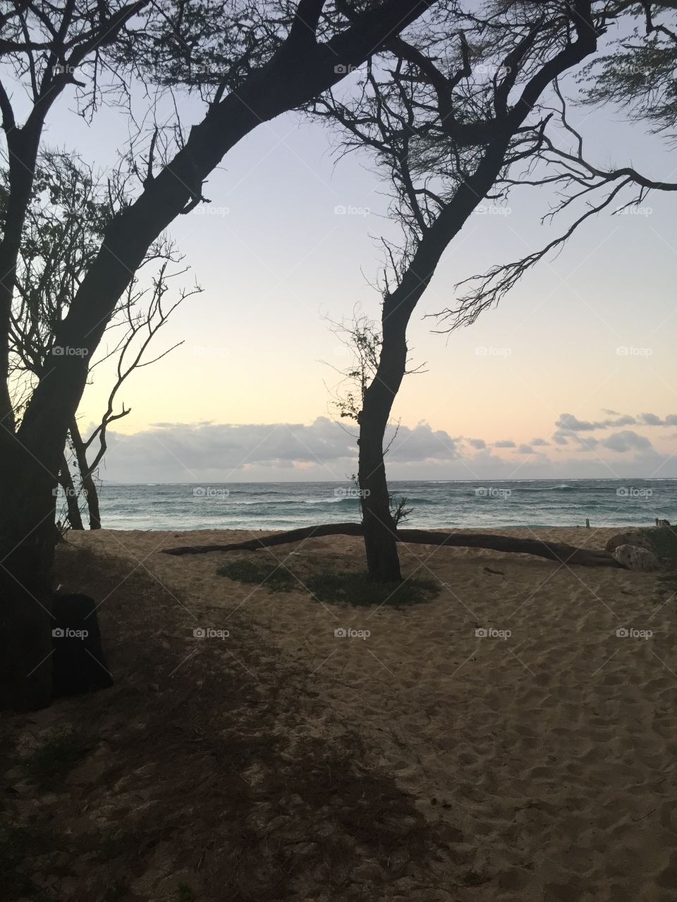 Water, Beach, Landscape, Tree, No Person