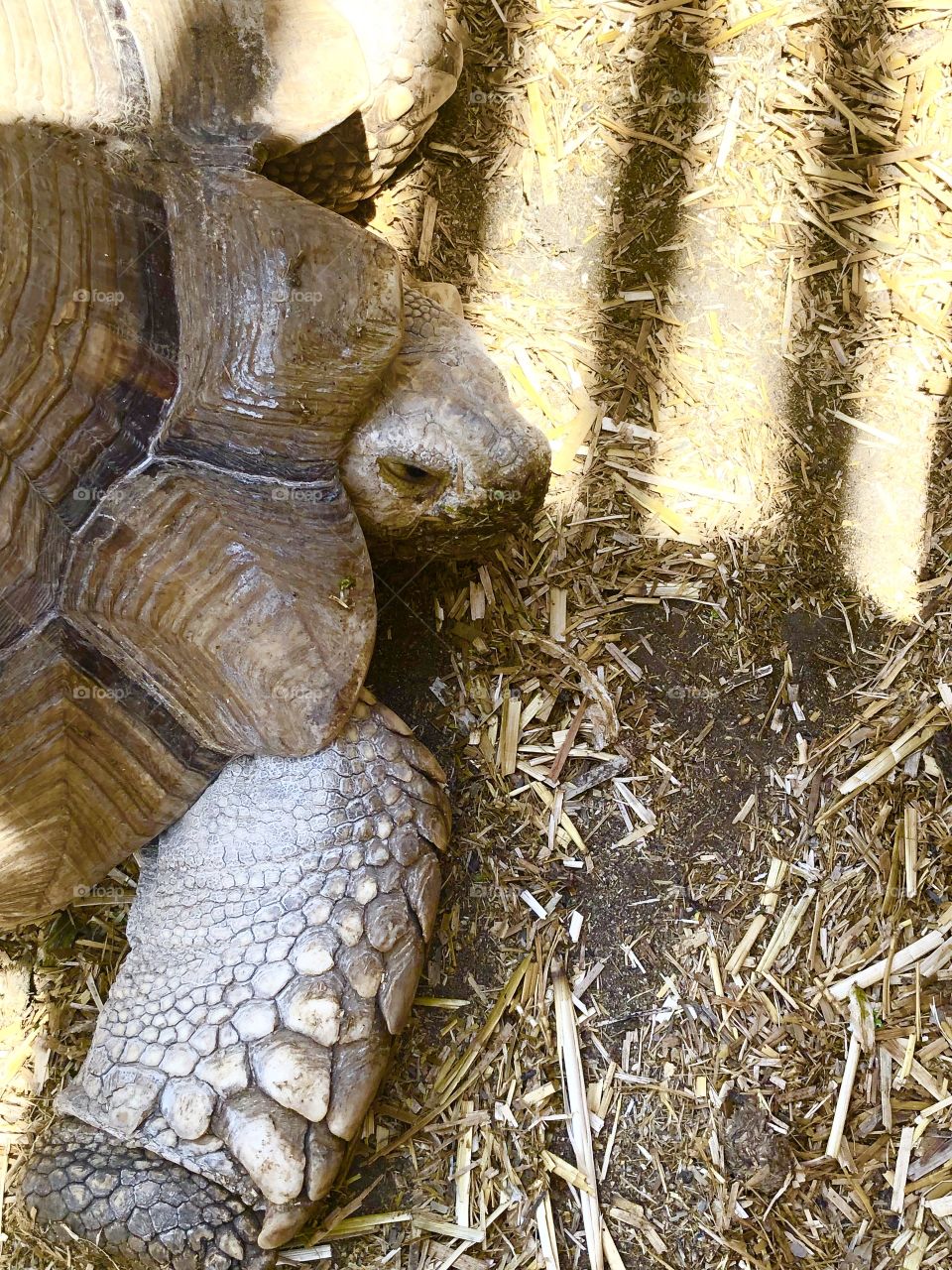 Desert Tortoise