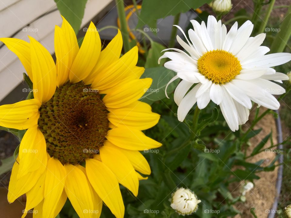 Flowers