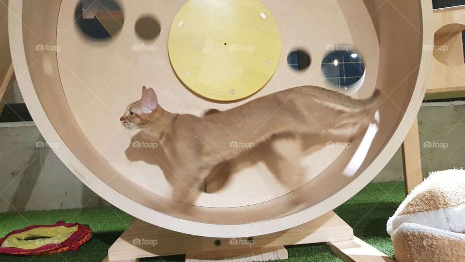 Cat on a treadmill