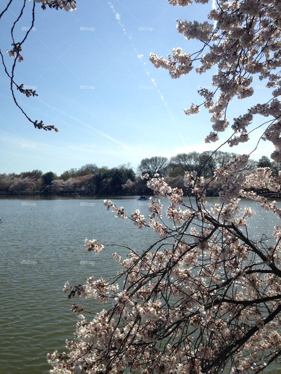 Cherry blossoms along the tidal basin 