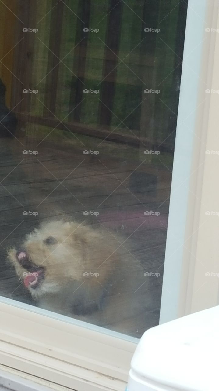 My little window licker!