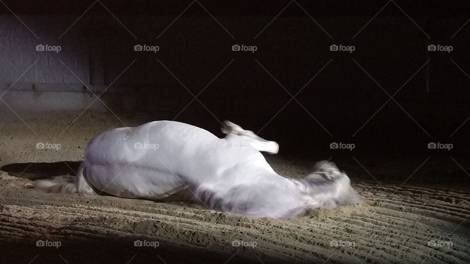 White horse laying down
