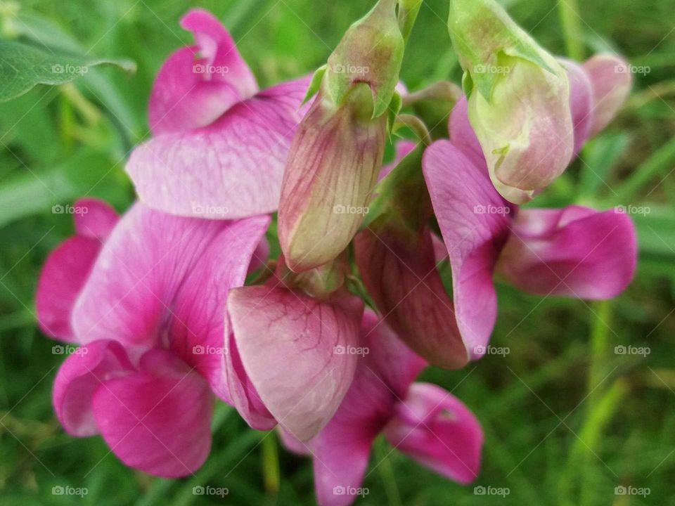 wild pink flowers