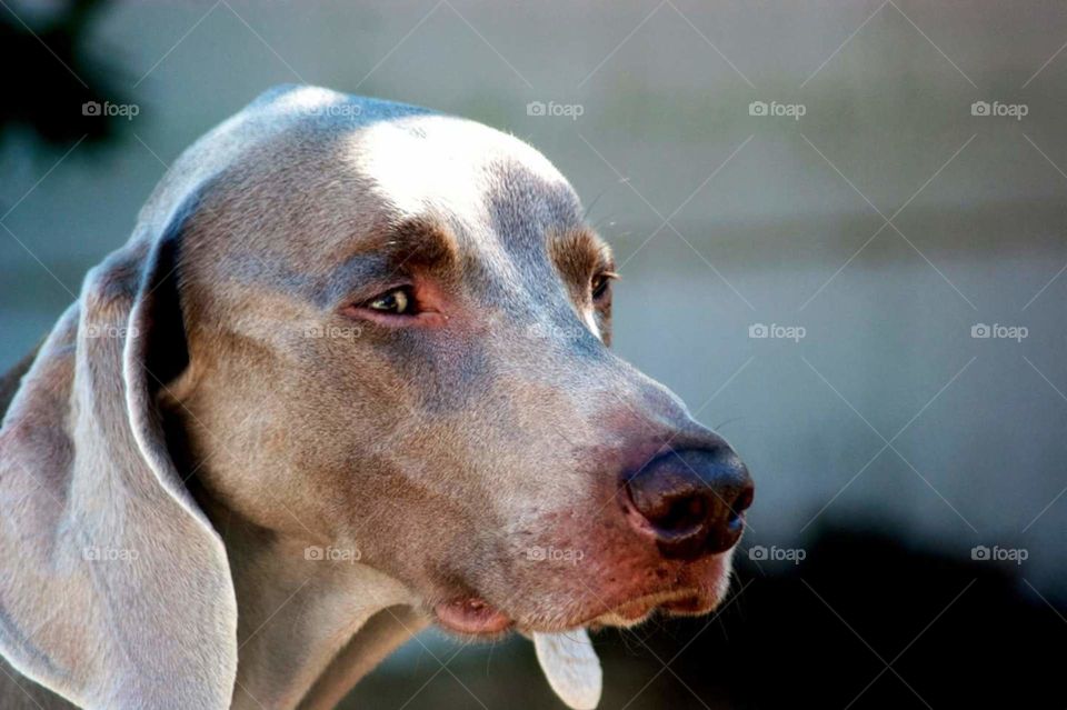 weimaraner