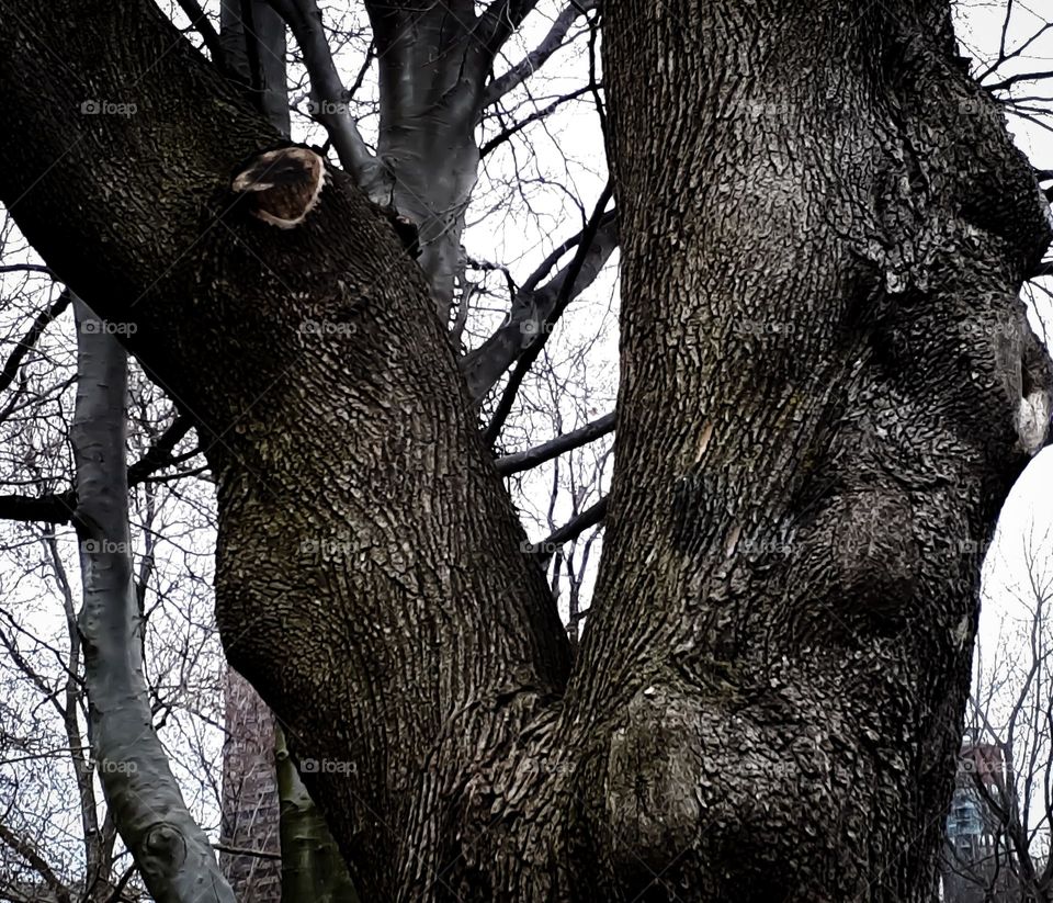 The most accurate way to measure the age of a tree is to count the number of rings formed on its trunk over the years. Each ring is a year, a cycle of development of the tree.