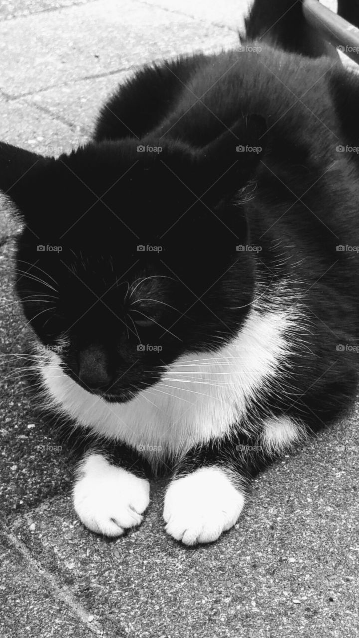 a black white cat