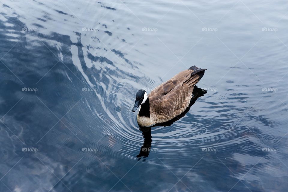 Canadian goose in water