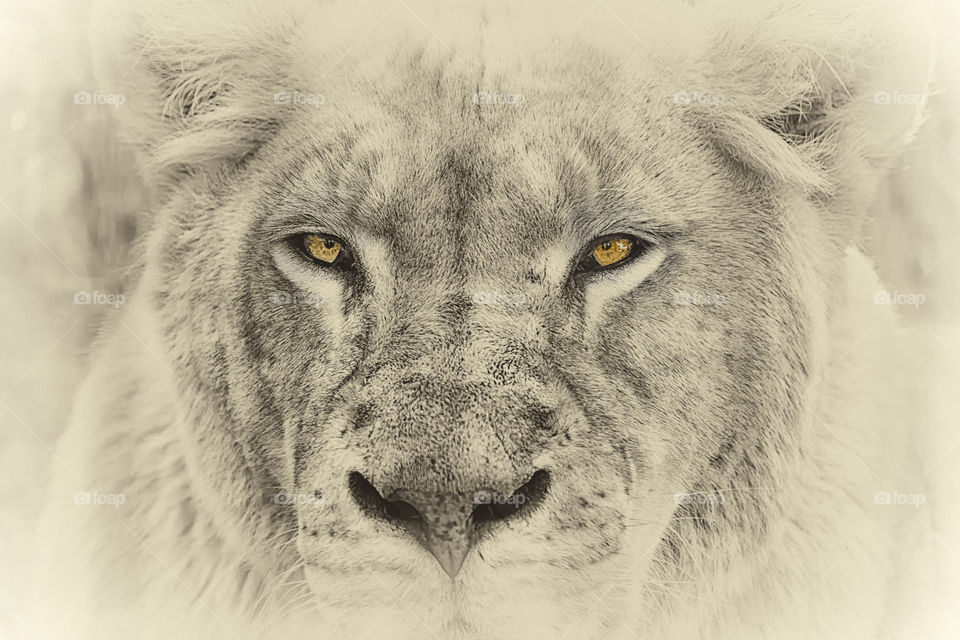 Portrait of a lioness 