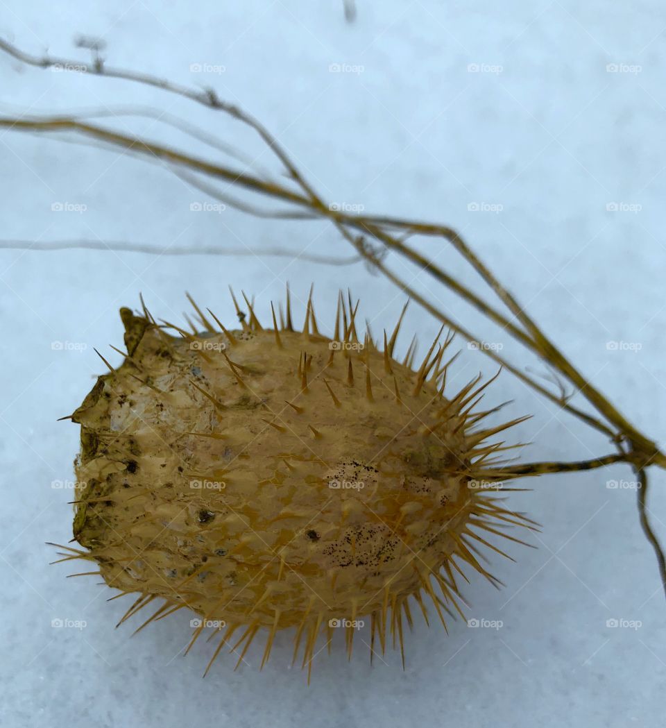 Seed pod.... waiting for you to tell me what it is?!