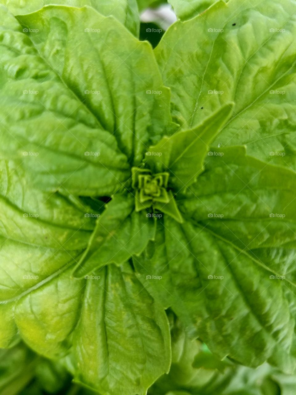 Extreme close-up of basil leaves