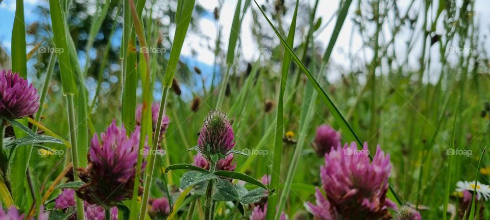 clovers by the sky