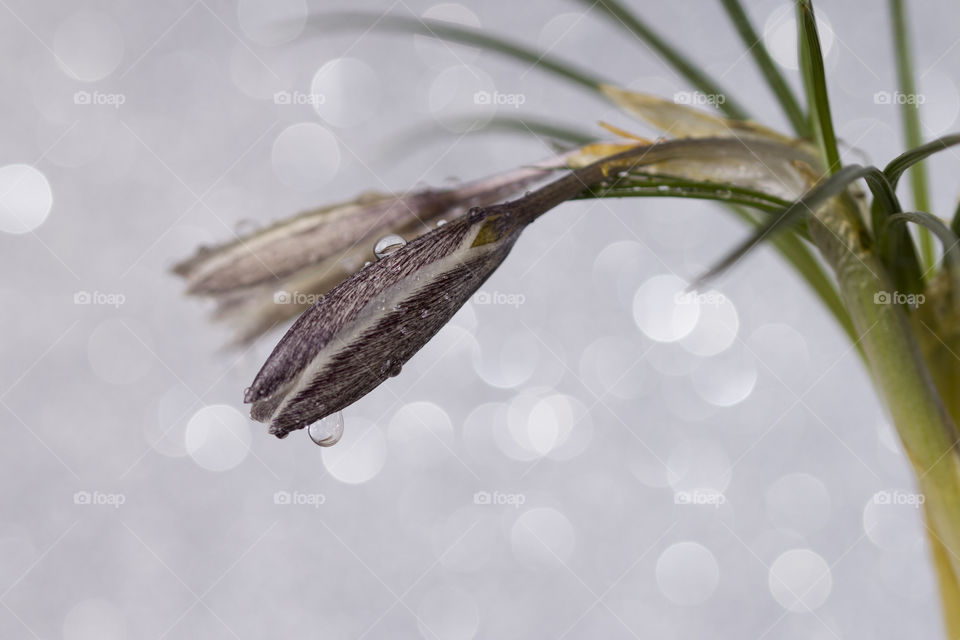 Snowdrops or Crocus flower with dew drops.  Silver bokeh background.  Spring freshness concept