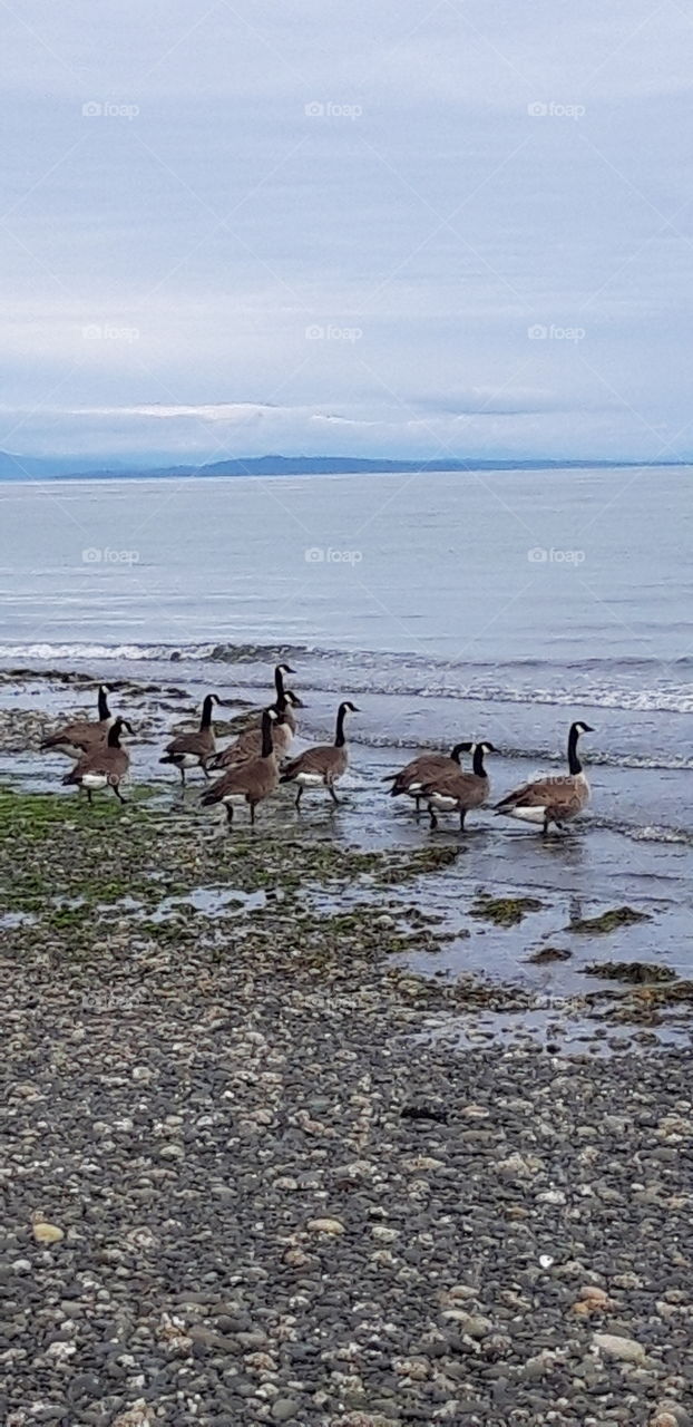 gooses at the pacific rim