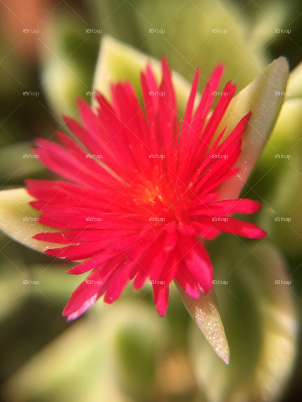 Pink flower