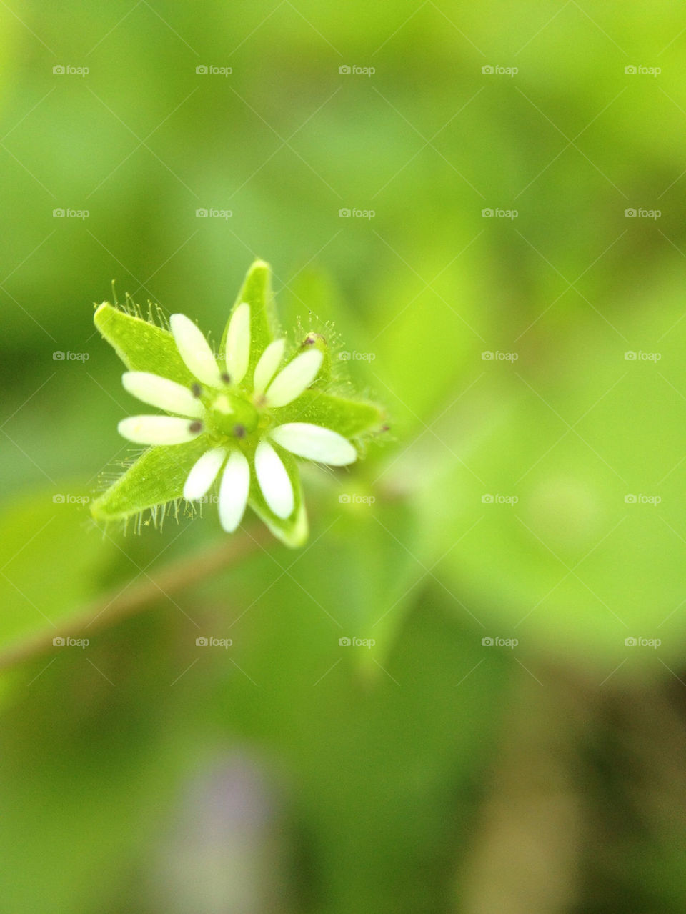 tiny lens using micro by sittingbull91