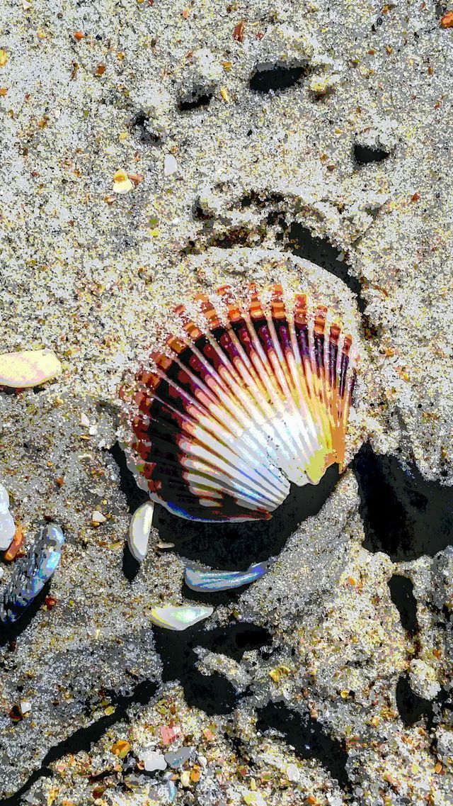 shelling is