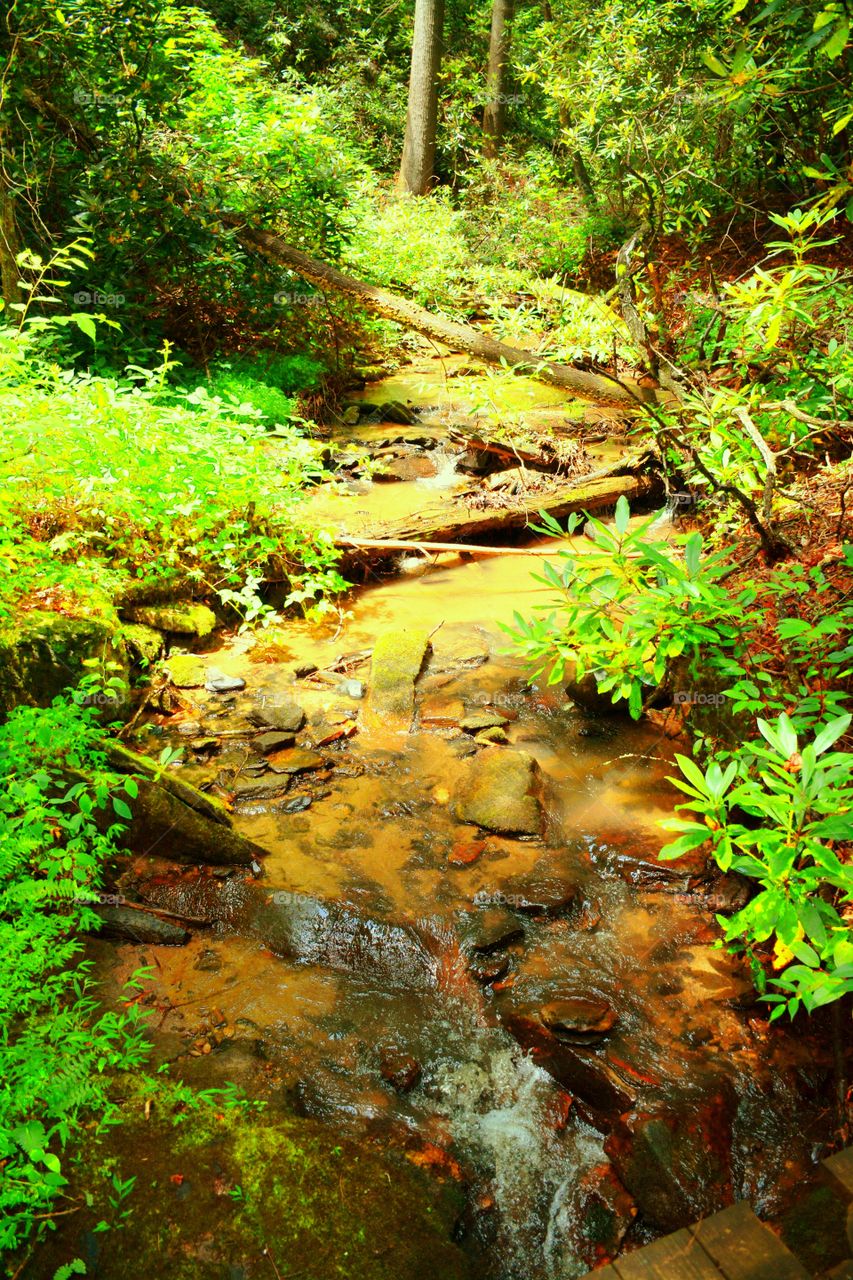 Mountain Stream 
