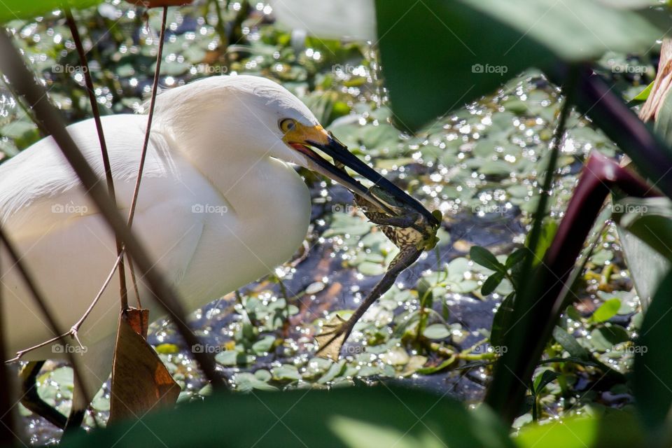 Egret eating a frog