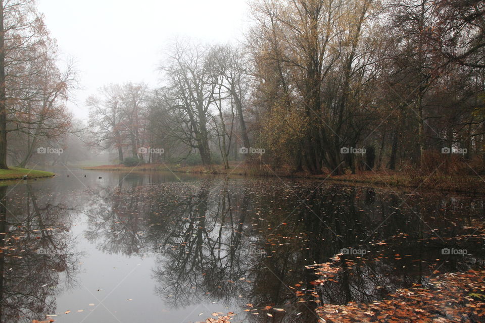 foggy morning and dense garden with reflection