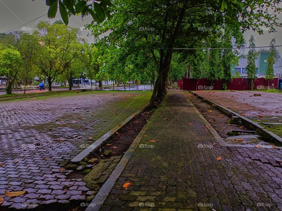 Paths of the park with tall green trees on a sunny day along which people walk. No people