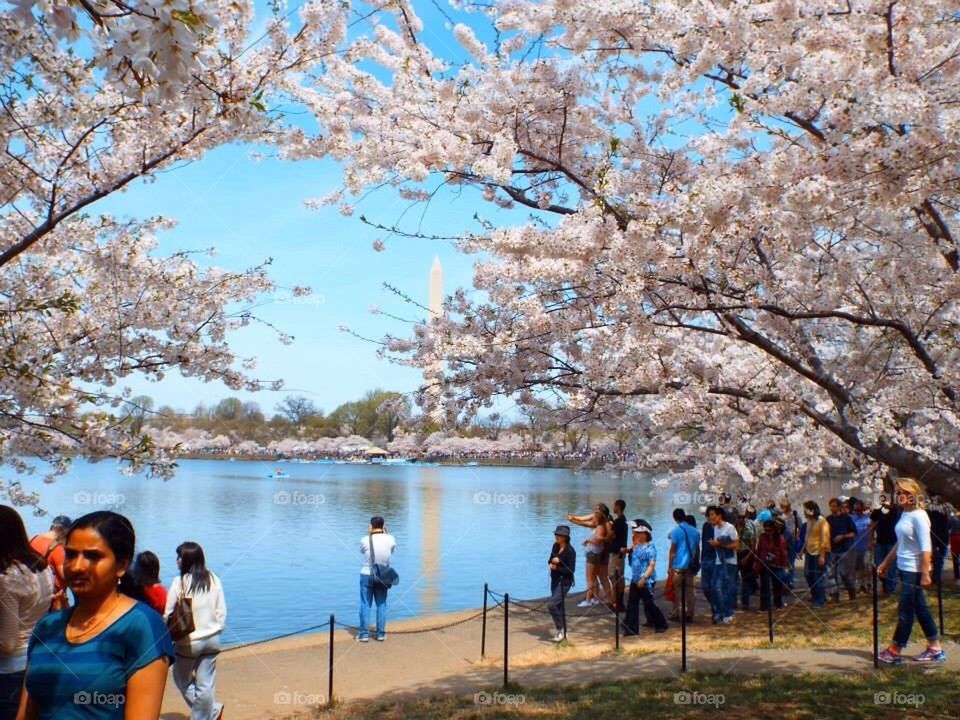 Cherry Blossoms