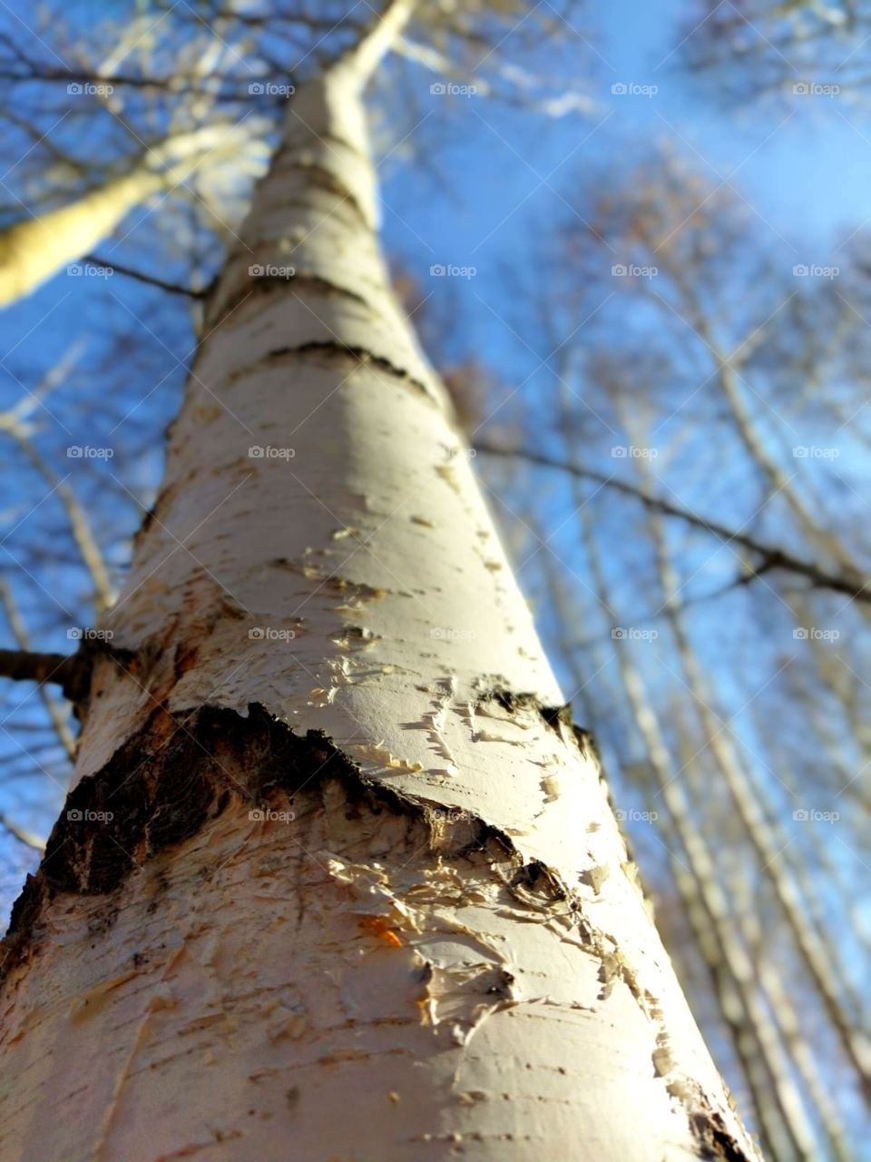 A walk in the autumn forest, unusual bright colors