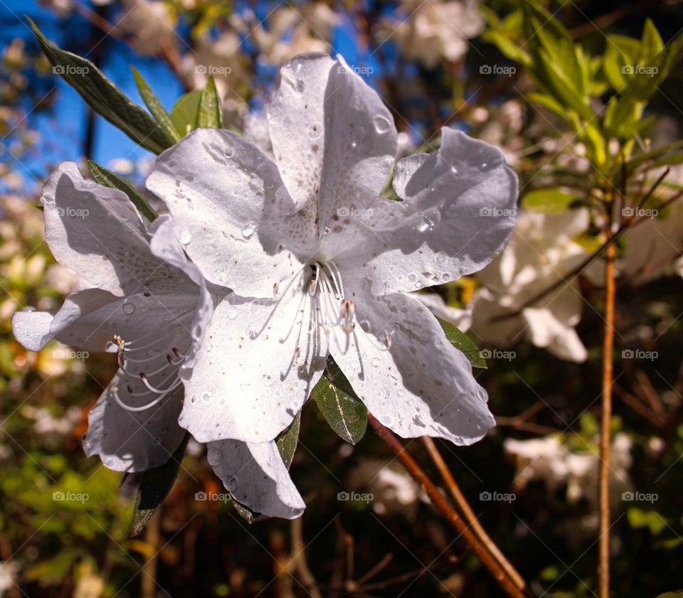 Azalea 