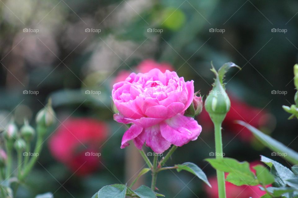 pink rose are blooming
