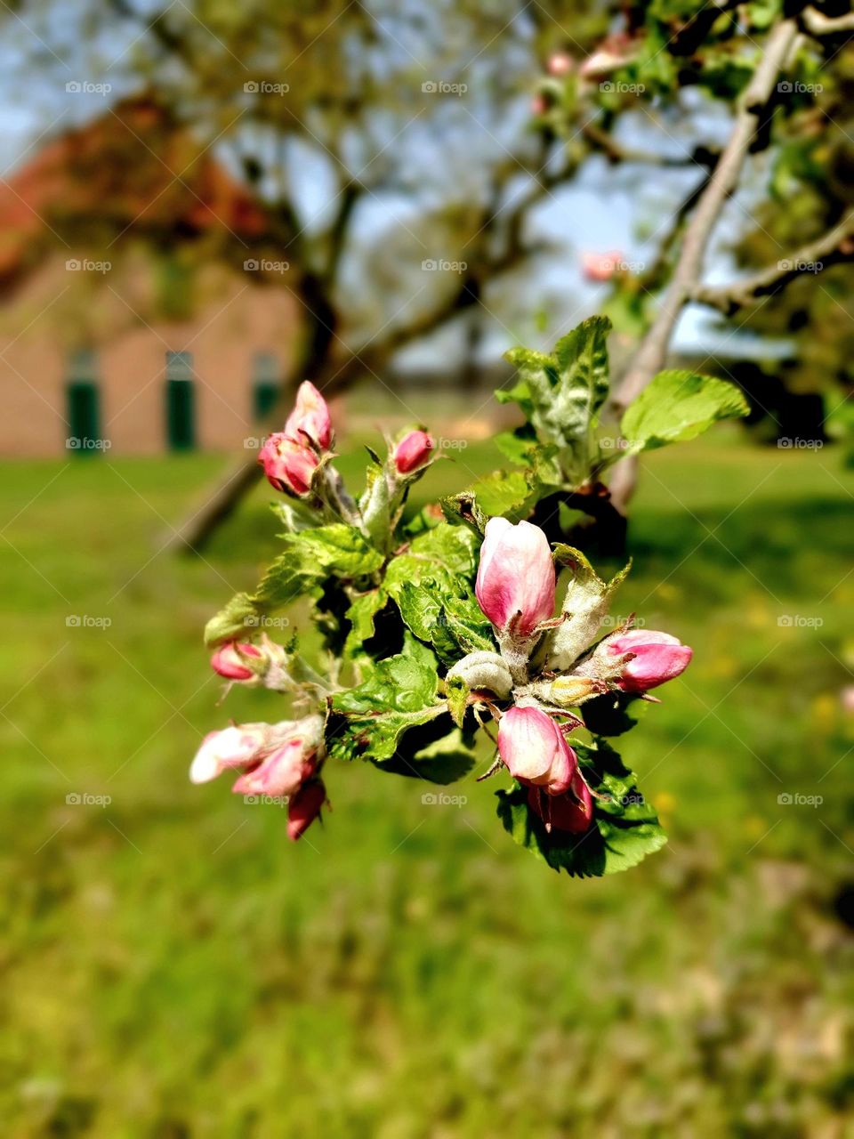 spring has sprung - Flowers- blossom  of a fruit tree with a farm in the background