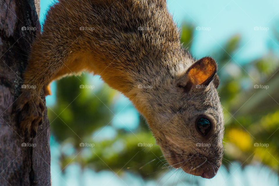 Squirrel climbed on a palm tree on a Caribbean beach