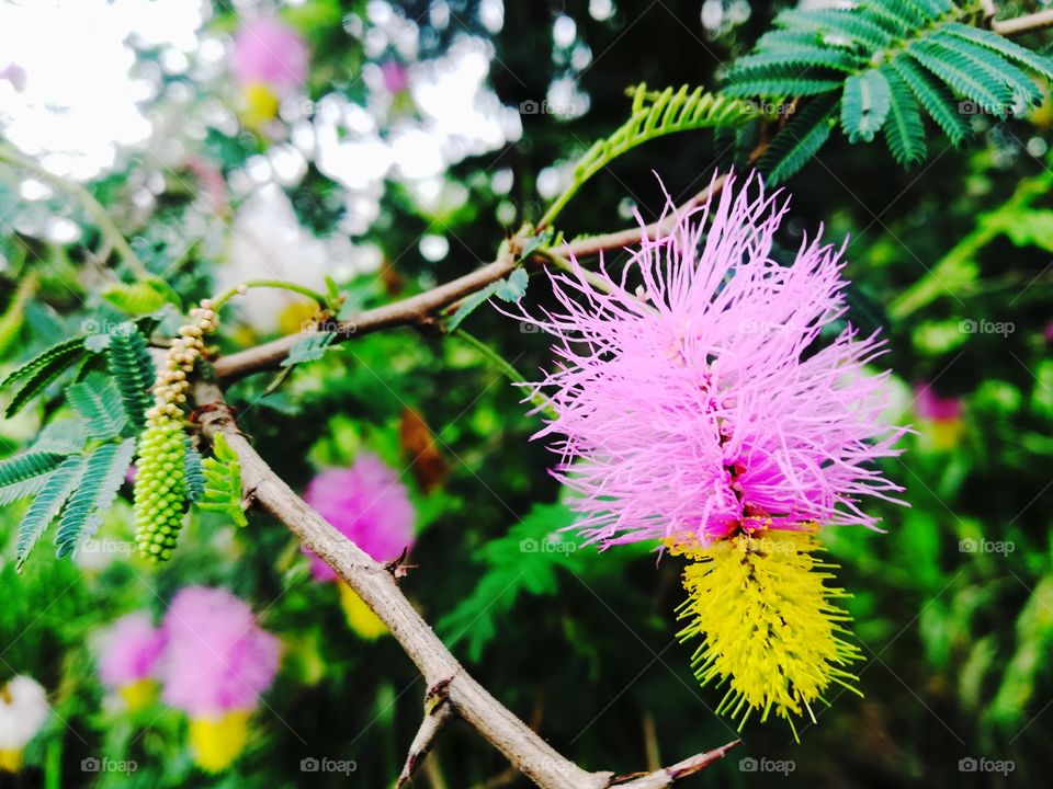 this is a newest flower I don't no how this flower blooming