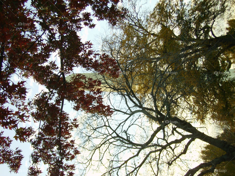 tree fall washington dc by silkenjade
