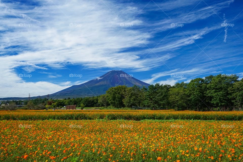 Cosmos & Mt fuji