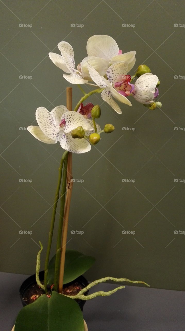 still life potted plant