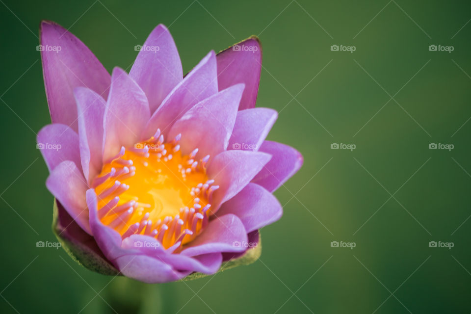Purple lotus or water flower in the pond