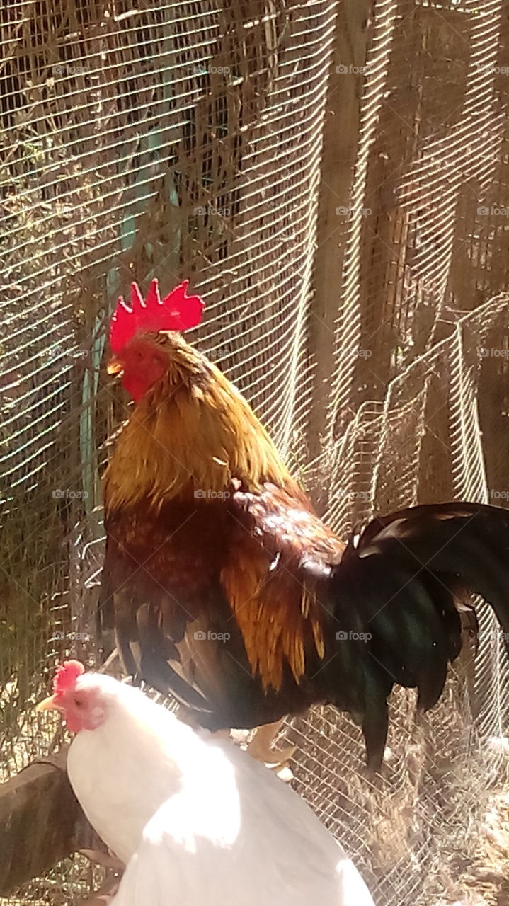 Rooster in cage