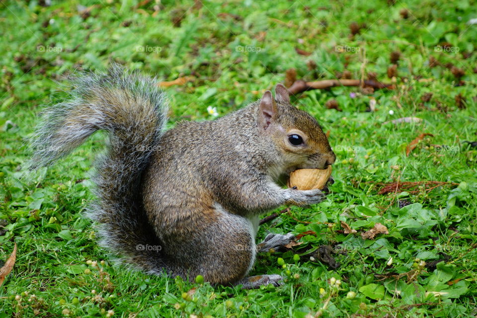 Cute grey squirrel eating an acorn it is holding.