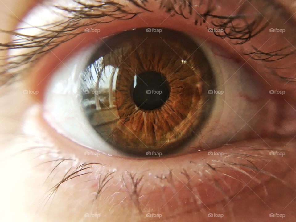 Close-up of a brown iris