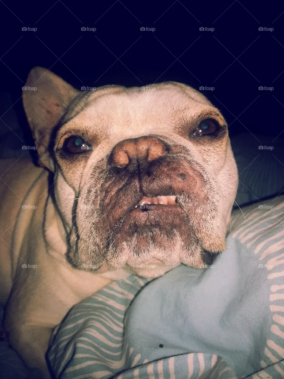 derp!