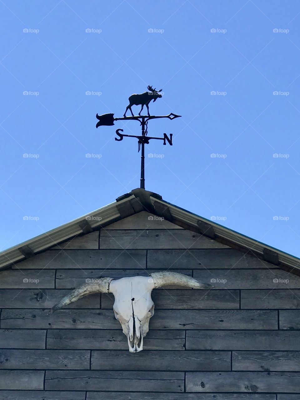 Country weathervane with Highland cattle skull