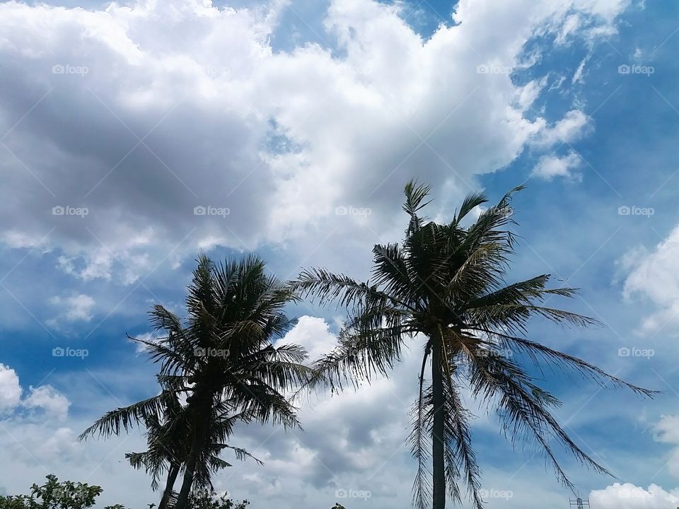 Scenic view of a trees against cloudy sky
