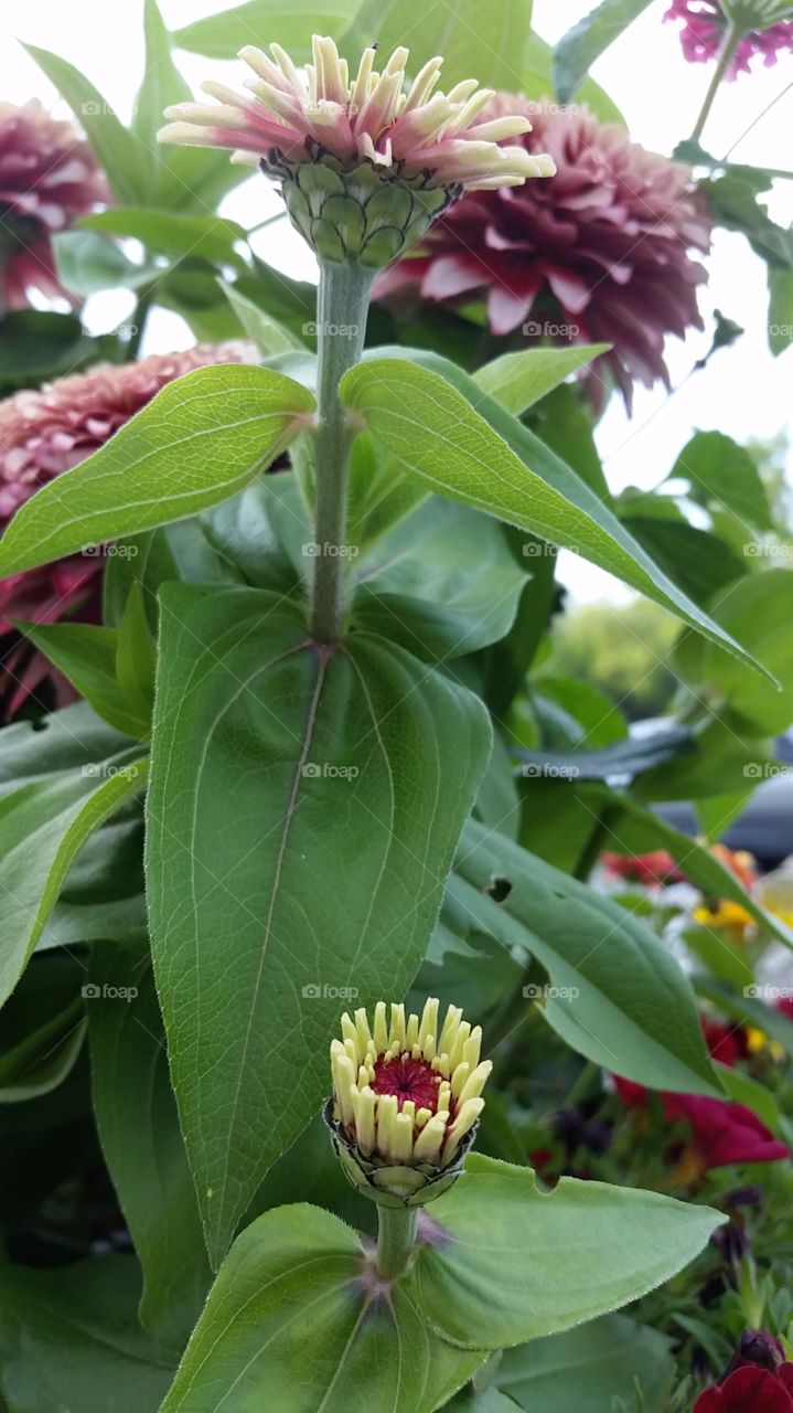 opening bud. flower opening