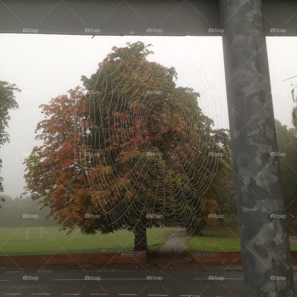 A tree threw a web 