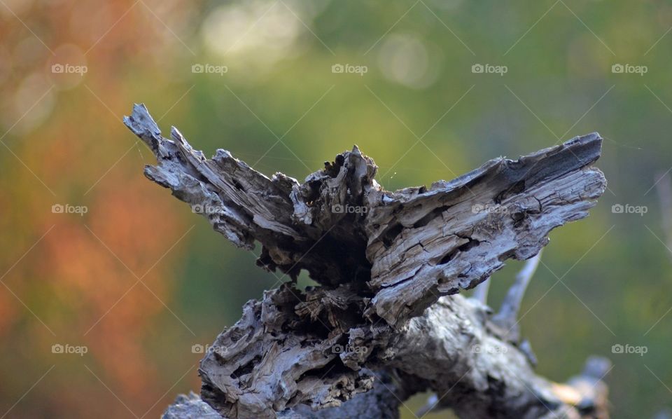 Fantasy bird in Wood