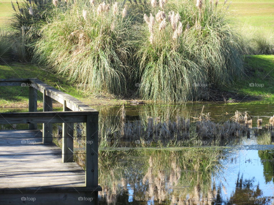 Serene dock on pond