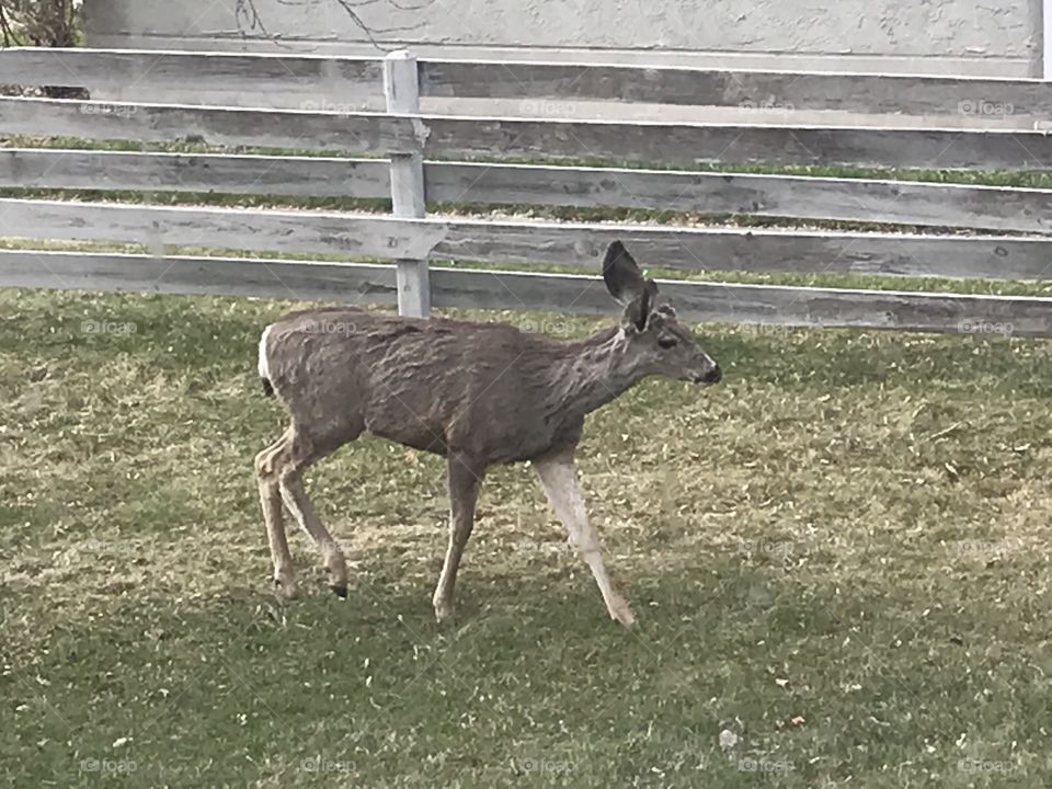 A deer is walking through the yard.