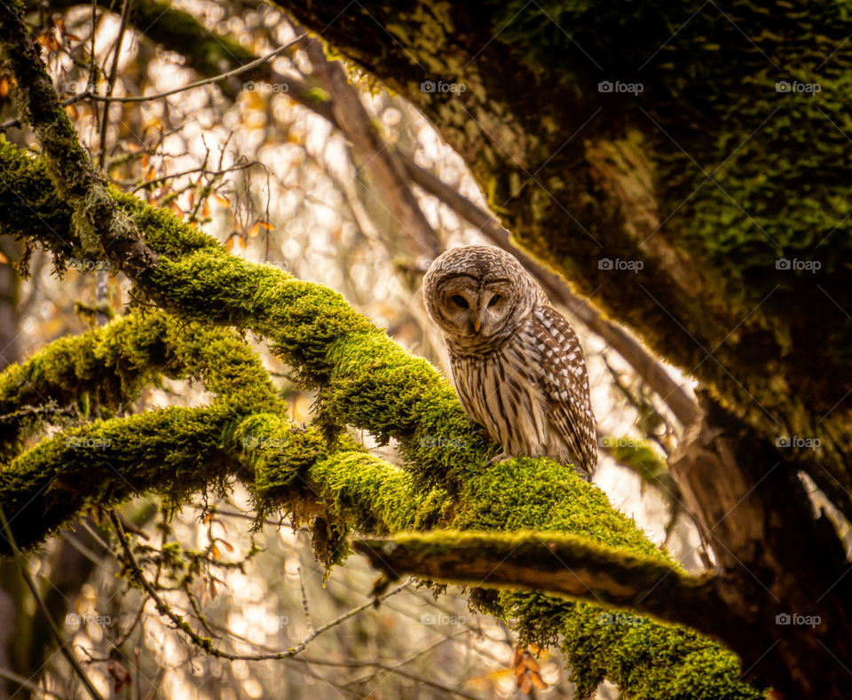 A Winter Solstice Visitor